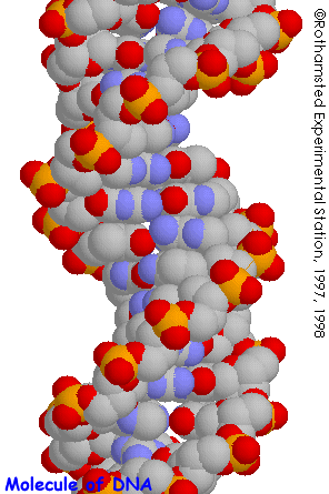 Photo of DNA