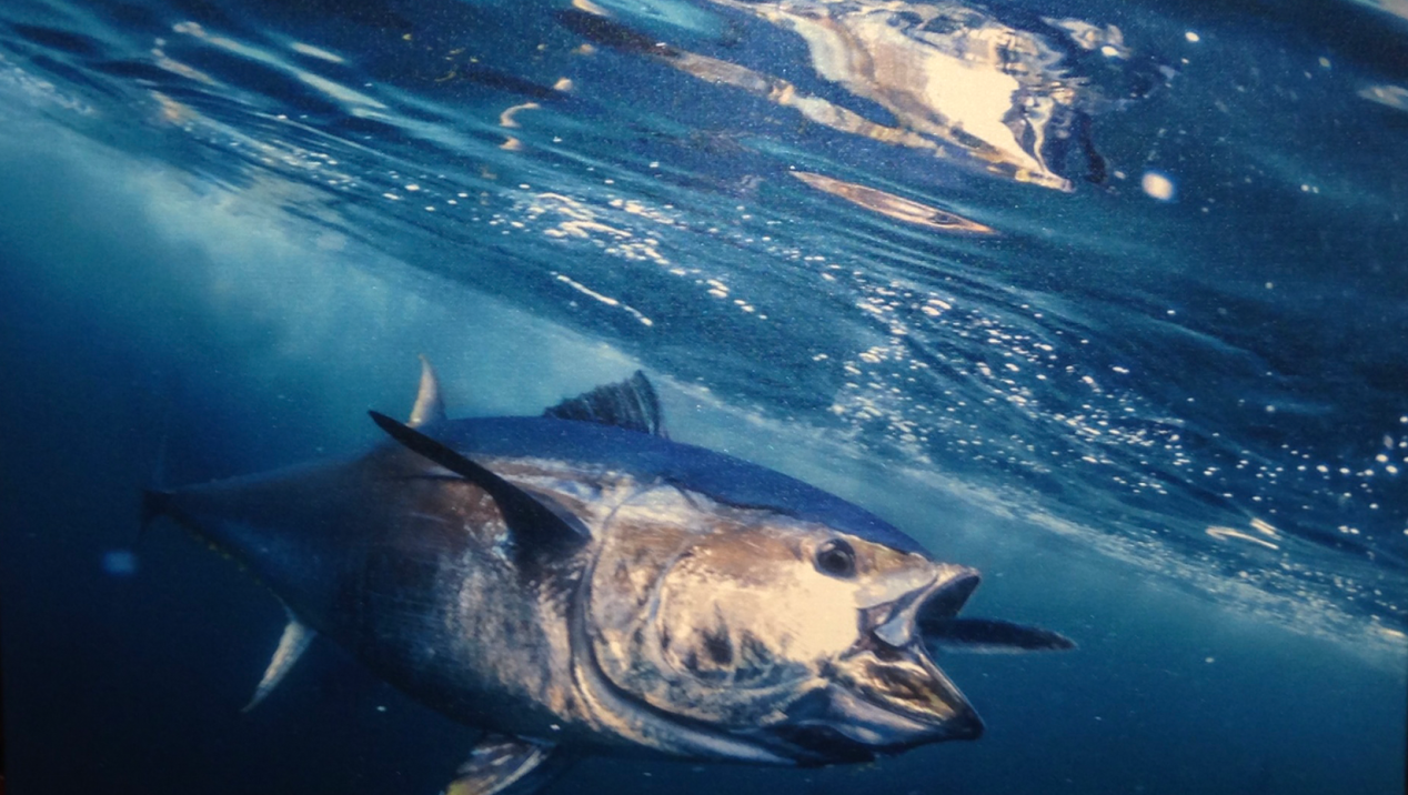 Golet Receives Significant Multiyear Support For Atlantic Bluefin Tuna