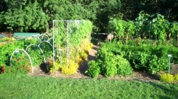 Orono Community Garden