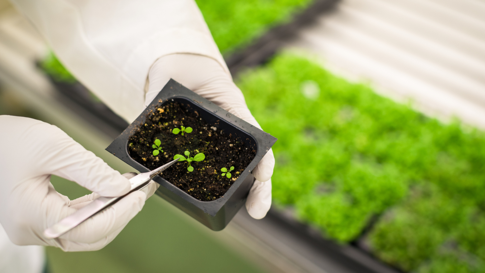 Holding a small plant with gloves on and using tweezers