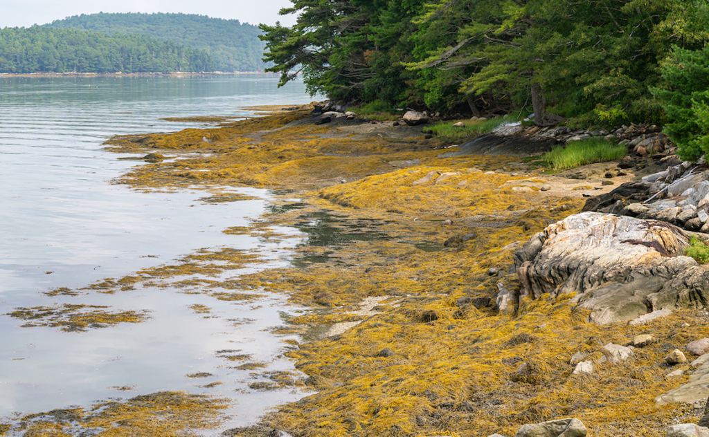 A photo of seaweed on rocks
