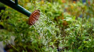 A photo of a watering can sprinkling on a plant