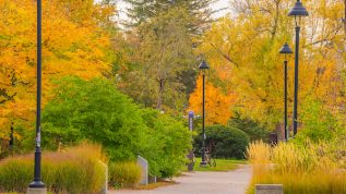 Photo of trees on campus with yellow and green leaves in fall