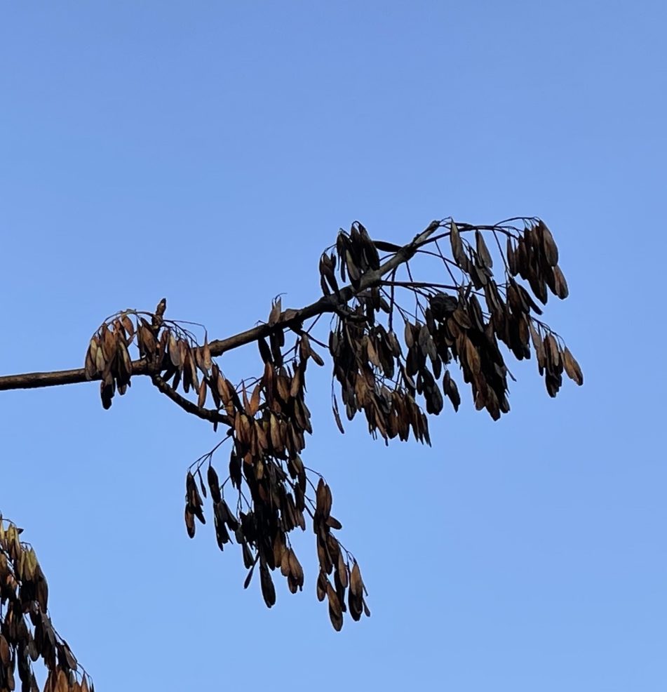 Seed Collection and Growing Ash - Ash Protection Collaboration Across ...