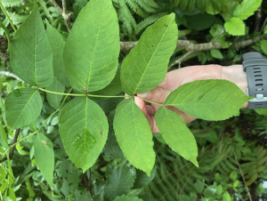 Brown ash leaves