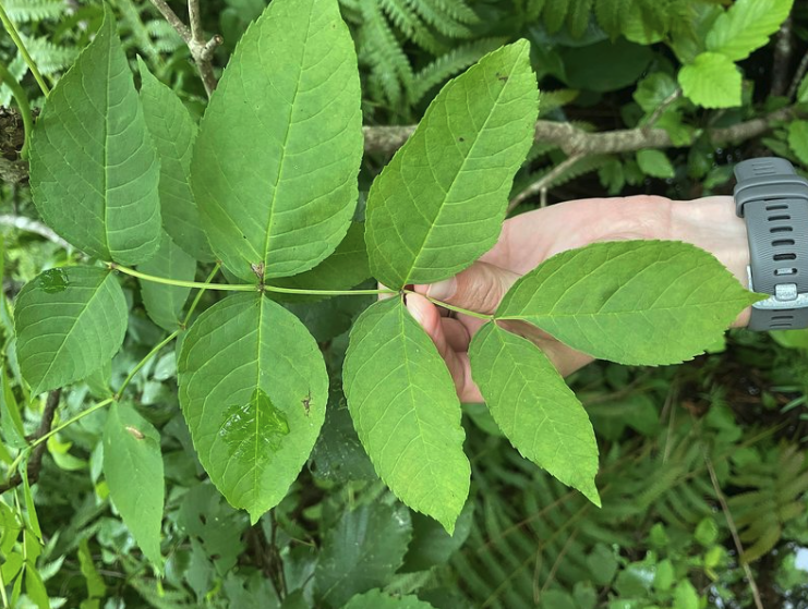 Brown ash leaves