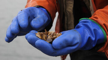 baby oysters
