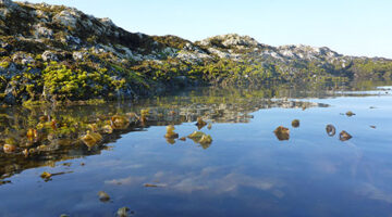 kelp bed near island
