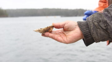 oyster in a hand