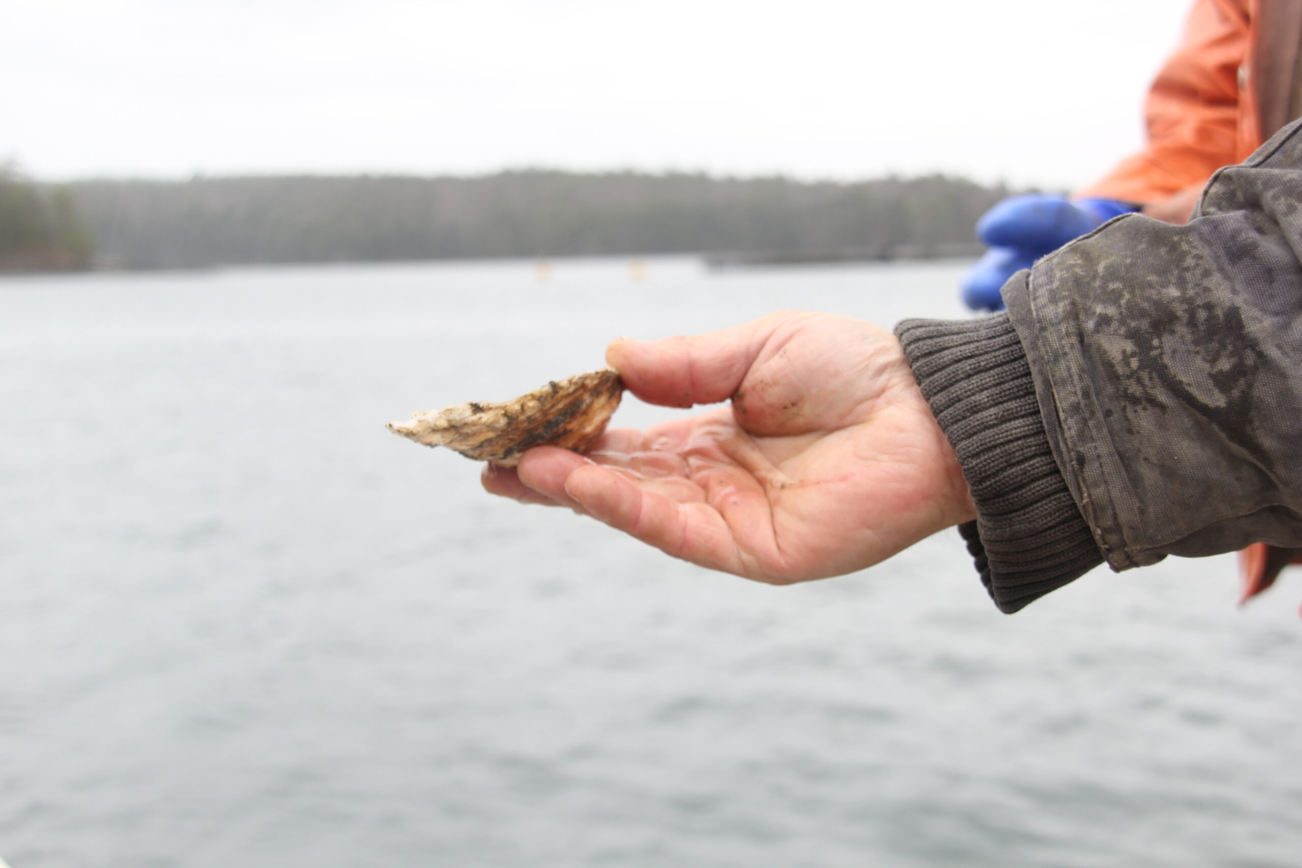 oyster in a hand