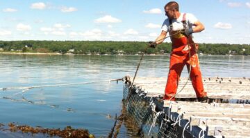 checking seaweed lines on mussel raft