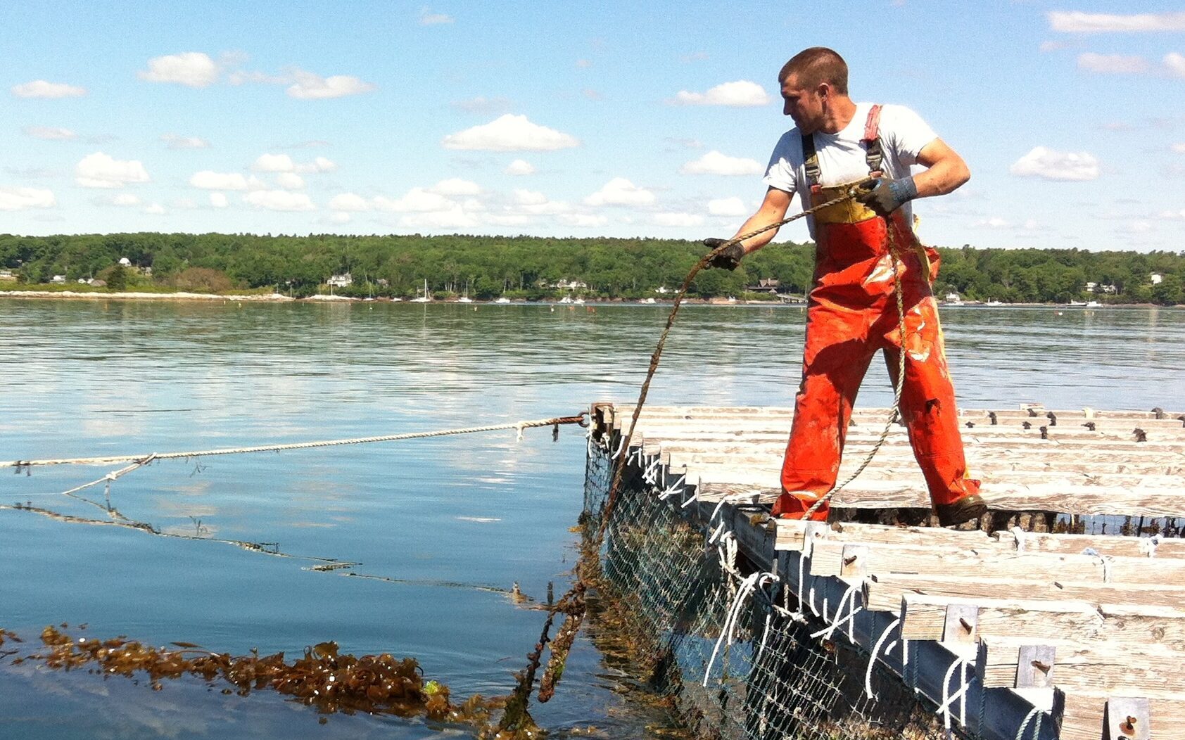 checking seaweed lines on mussel raft