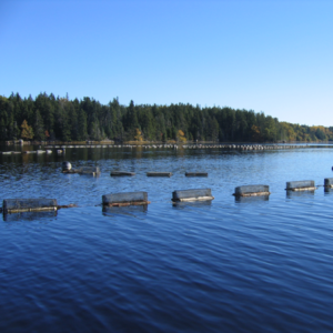 oyster Cages in water