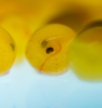 Salmon Eggs up close