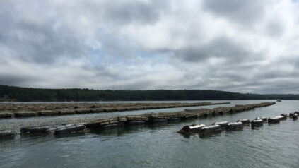 Oyster cages in the Damariscotta River