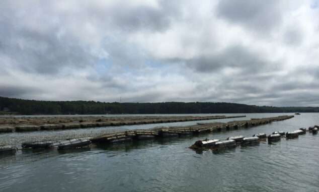 Oyster cages in the Damariscotta River