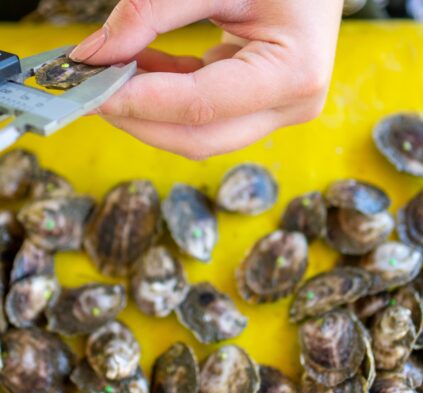 student measuring oysters