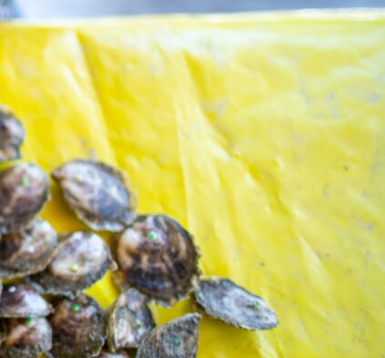 student measuring oysters