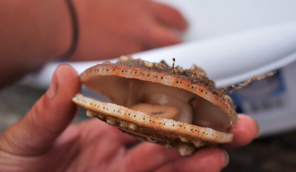 Scallop eyes