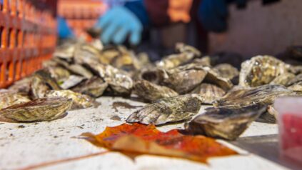 Ferda Farms Oysters and Oyster Sorter