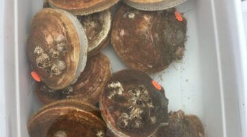 Scallops in bin