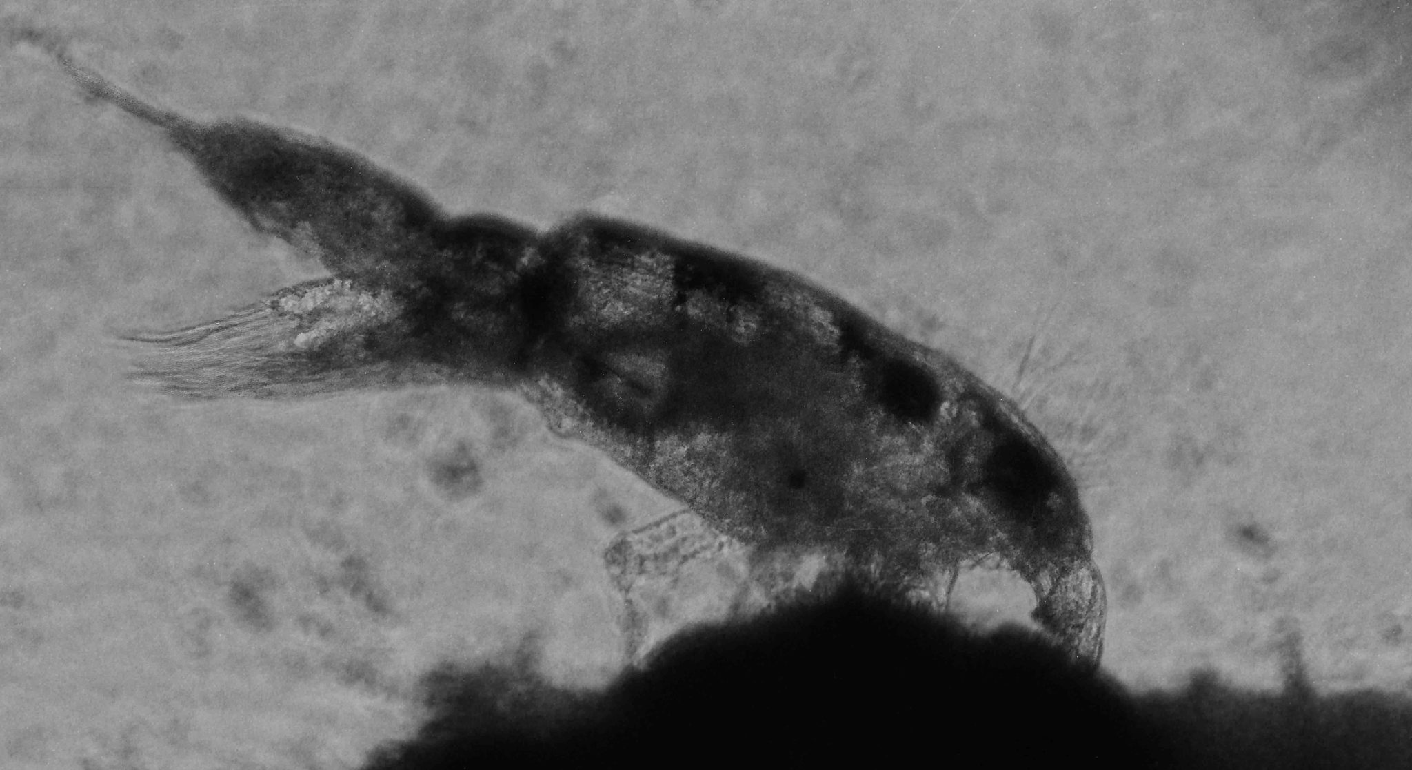 A decision support system for sea lice management in salmon aquaculture