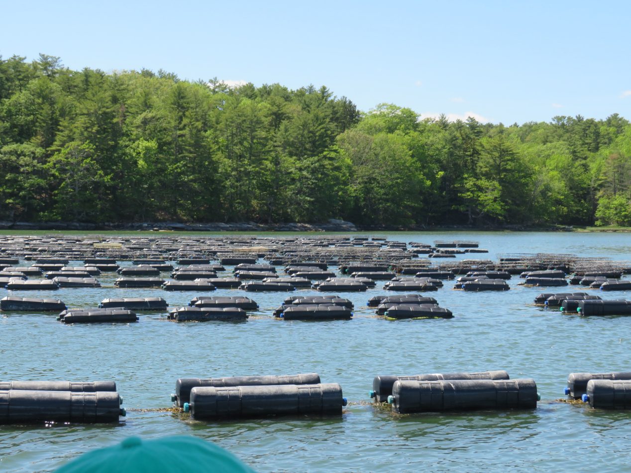 Sustainable Aquaculture In Maine Research Innovation And Workforce Development Aquaculture 4951