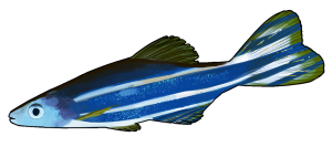 illustration of zebrafish