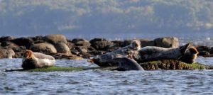 Seals sit in group on the water. 