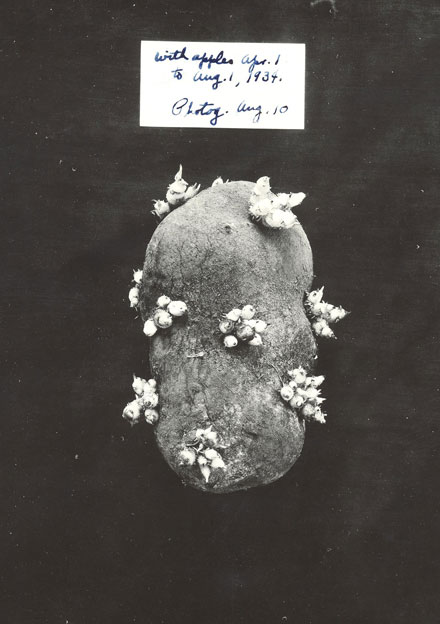AF-historic-15-1932-potato