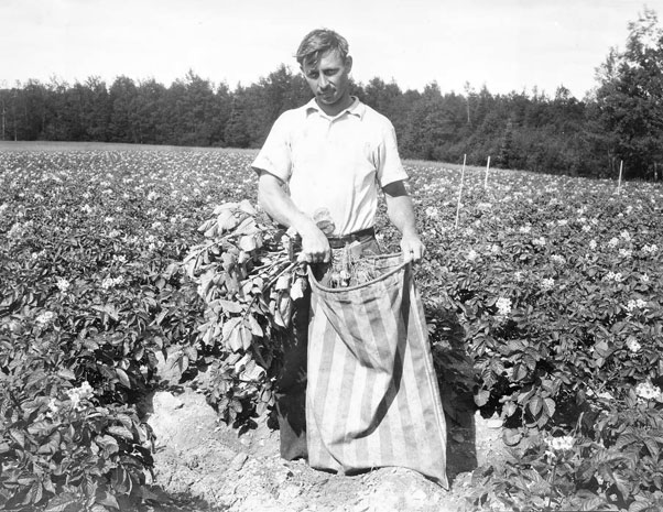 AF-historic-roguing-69-1932-potatoes
