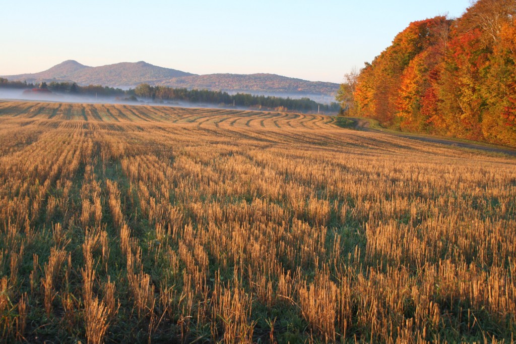 grain field