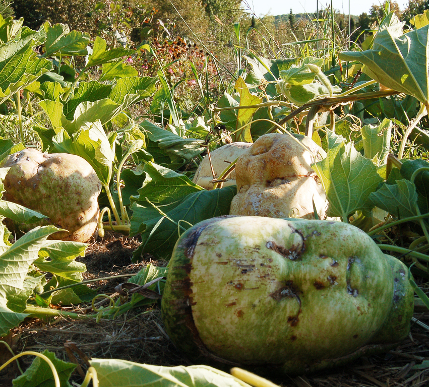 Gourds in the Garden