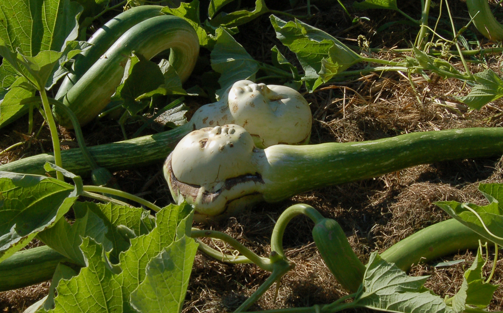 Gourds in the garden 3