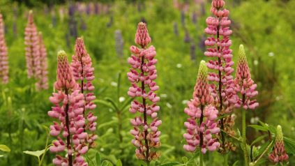 Lupines blooming in field