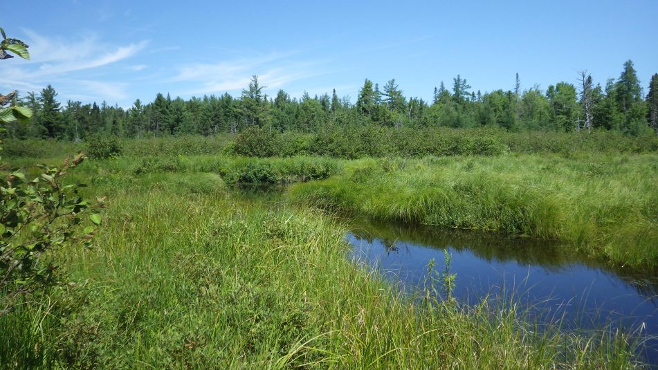 Land cover types - BeeMapper - University of Maine