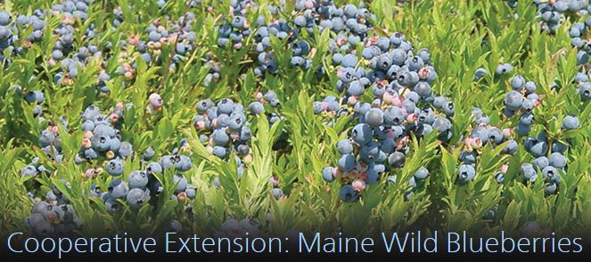 Link to Cooperative Extension Maine Wild Blueberries web site