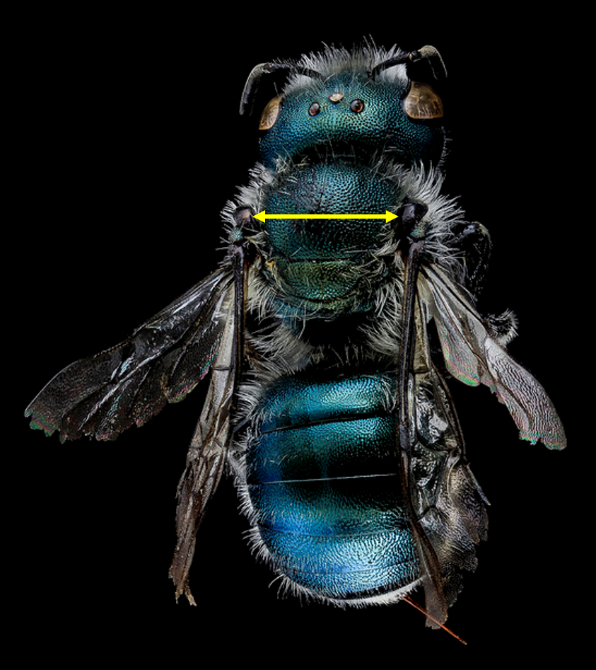 intertegular wingspan for the wild bee Osmia atriventris