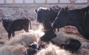 Image of cows at a farm