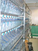 Zebrafish Tanks