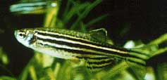 Zebrafish