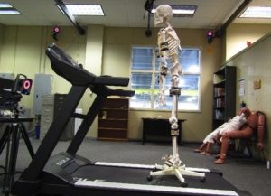 A nine-camera motion capture system setup with a skeleton as a subject on a treadmill