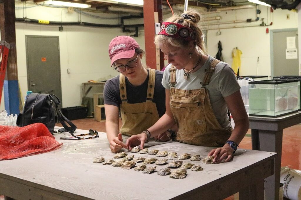 Two students organizing oyster shells on table