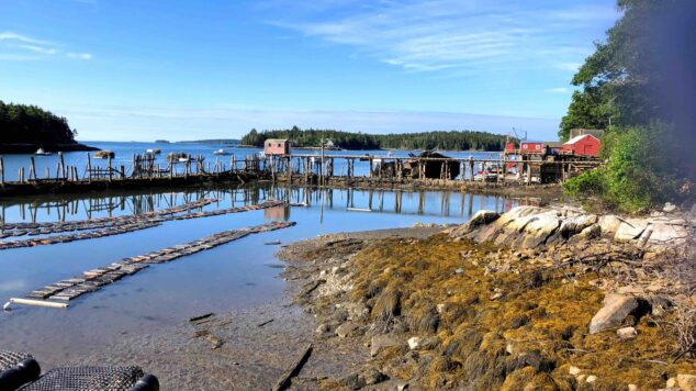 Aquaculture bags in lobster pound at low tide