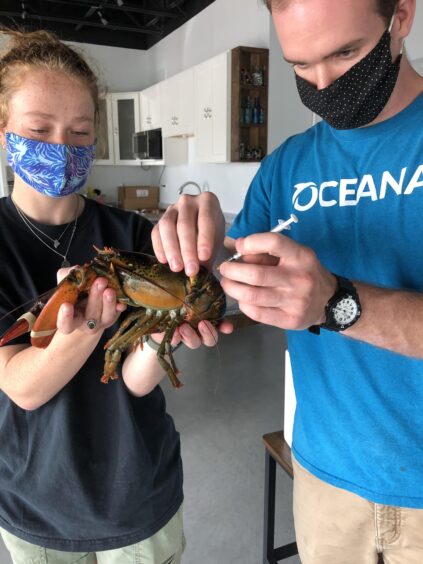Two students use syringe to collect sample from lobster