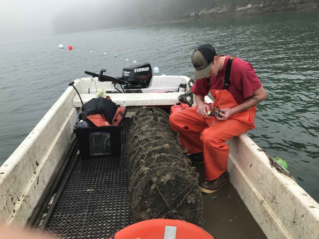 Student measures scallops from aquaculture net