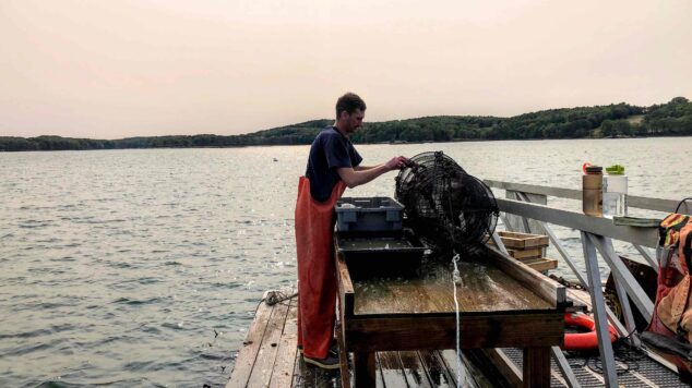 Student works on scallop net on floating dock