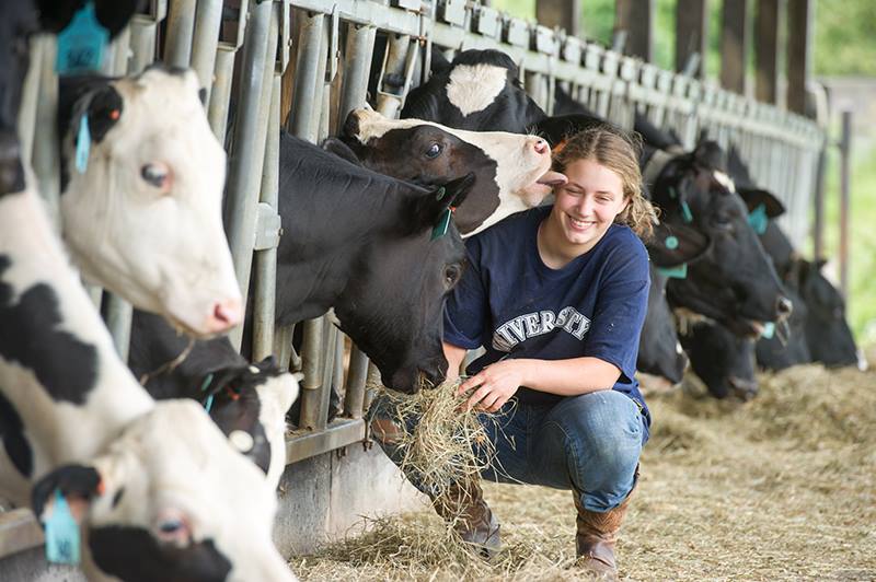 Umaine student being licked by cow at witter farm