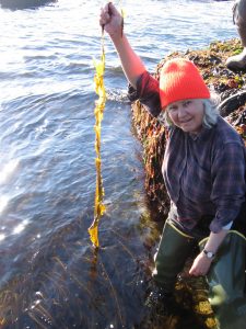 Susan Brawley displaying a particularly large Alaria specimen