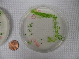 Student isolation of freshwater algae